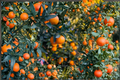 Grafted Sweet Orange Tree 3-4 Ft Citrus sinensis Backyard Fruit Tree No Ship to California