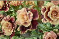 English Chocolate Rose Seeds – Rare Ornamental Bush Flower, Deep Chocolate Bloom, Rosa spp.