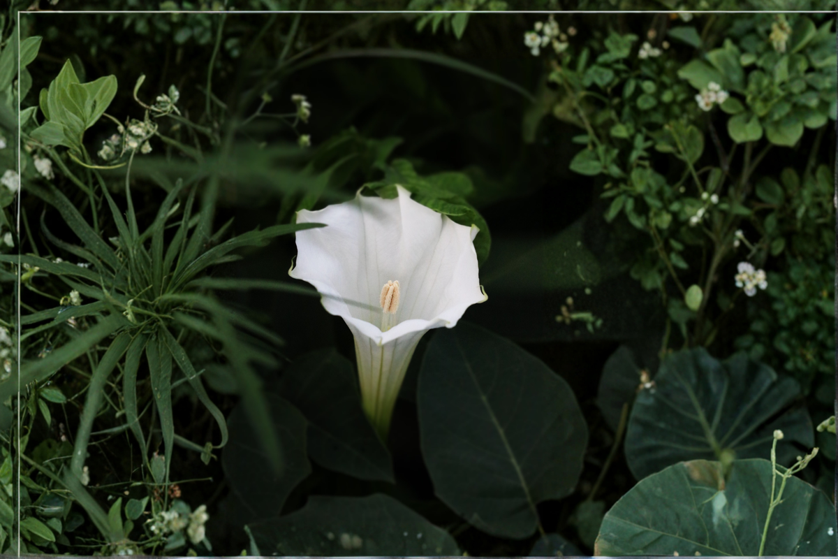 3 Pink Angel Trumpet Live Rooted Plants with Pots – Brugmansia spp. Tropical Flowering Ornamental Shrubs