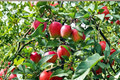 Anna Apple Tree – 4ft Self-Pollinating Fruit Tree, Malus domestica 'Anna' for Home Orchard & Garden