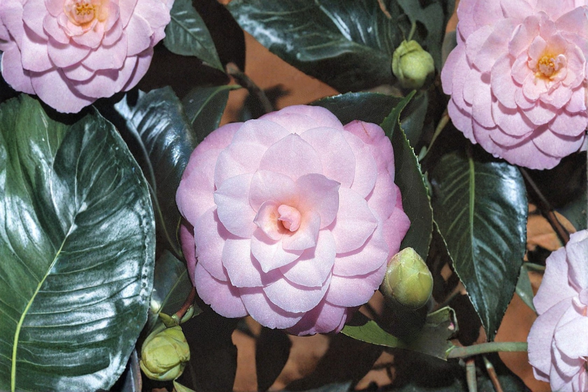 October Affair Camellia Live Plant, 3-Gallon Pot, Pink Fall Bloom, Evergreen Shrub, Camellia japonica, Garden Landscape