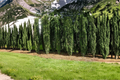 Sky Pencil Japanese Holly 3 Gal Live Shrub Ilex crenata Columnar Evergreen Hedge Plant for Landscaping