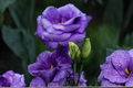 Purple Queen Rose Seeds – 30 Pack, Rare Ornamental Flower, Bush Shrub, Full Sun, Rosa Hybrid, Cottage Garden, Container Plant