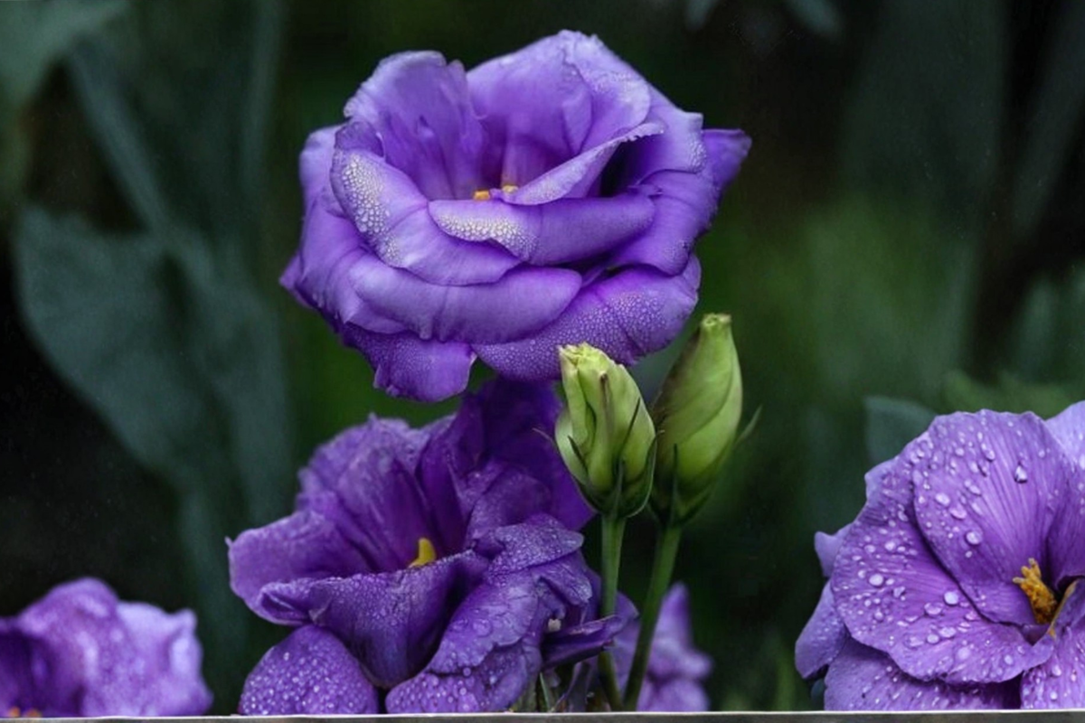 Purple Queen Rose Seeds – 30 Pack, Rare Ornamental Flower, Bush Shrub, Full Sun, Rosa Hybrid, Cottage Garden, Container Plant