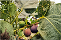 Violette de Bordeaux Fig Live Plants – 2 Rooted Starter Plants in 1/2 Gallon Pots, Ficus carica Fruit Tree for Garden & Container Cultivation