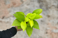 Neon Pothos Live Plant Cutting in 3 Inch Pot, Epipremnum Aureum, Bright Neon Green Foliage, Indoor Houseplant