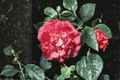 Japanese Camellia ‘Tomorrow’ Live Plant – 3 Gallon Evergreen Flowering Shrub with Red & White Blooms, Camellia japonica