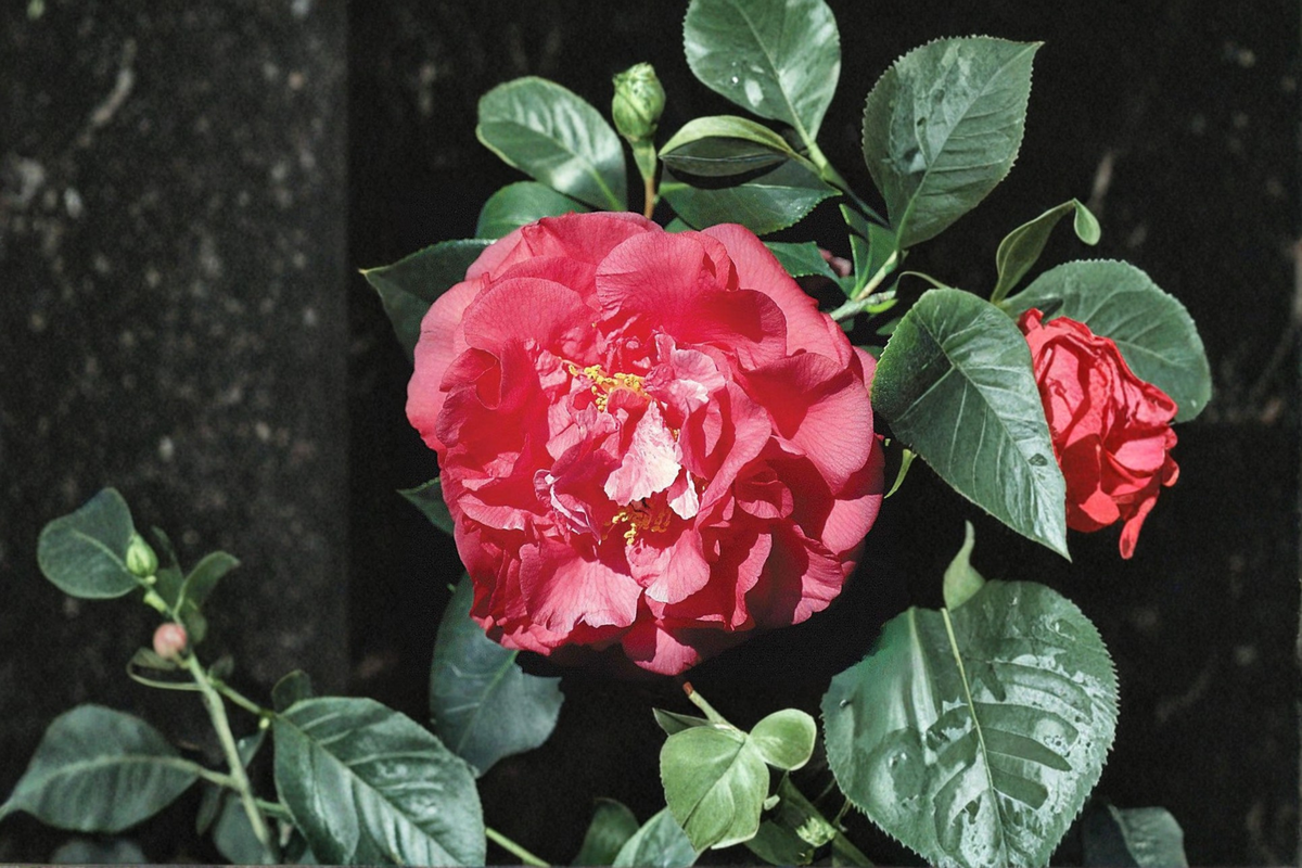 Japanese Camellia ‘Tomorrow’ Live Plant – 3 Gallon Evergreen Flowering Shrub with Red & White Blooms, Camellia japonica