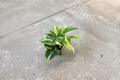 Philodendron Rio Live Plant Starter Cutting, Variegated Heartleaf, Trailing Vine, Indoor Tropical Houseplant, Philodendron hederaceum
