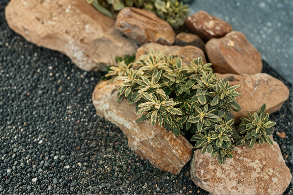 Golden Variegated Sage Live Plant | Herb, Perennial, Variegated Foliage | Salvia officinalis