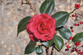 Japanese Camellia ‘Tom Knudsen’ 3 Gallon Live Plant – Red Flowering Evergreen Shrub, Camellia japonica for Shade Gardens