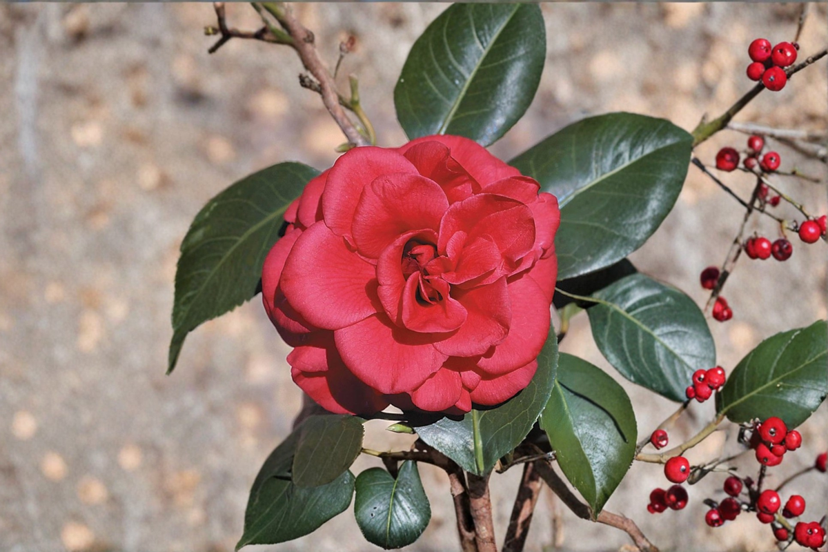 Japanese Camellia ‘Tom Knudsen’ 3 Gallon Live Plant – Red Flowering Evergreen Shrub, Camellia japonica for Shade Gardens