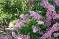 Donald Wyman Lilac Live Plant 2-Gallon Pot Pink Fragrant Syringa × prestoniae Cold Hardy Shrub