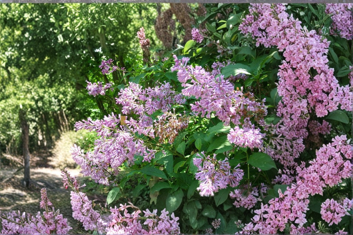 Donald Wyman Lilac Live Plant 2-Gallon Pot Pink Fragrant Syringa × prestoniae Cold Hardy Shrub