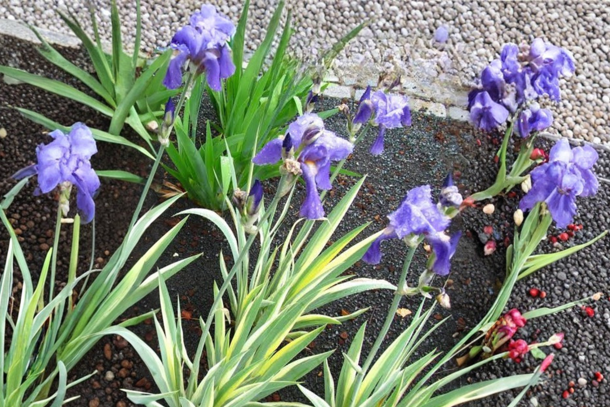 Variegated Iris Live Plant – Light Purple Flowering Perennial Iris – Ornamental Garden Border Plant – Iris spp.