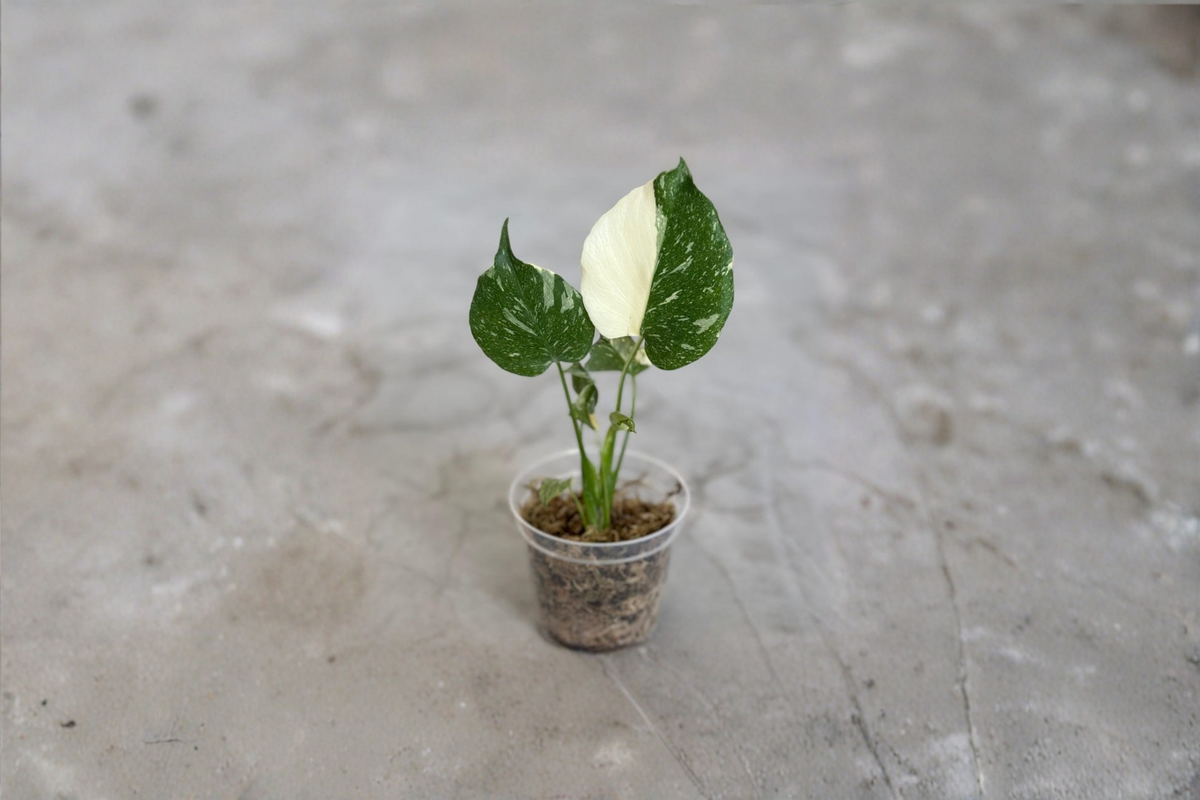 Monstera Thai Constellation Live Plant, Variegated Monstera Starter, 3-4 Inch Pot, Tropical Climbing Houseplant