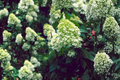 Limelight Panicle Hydrangea Live Plants – 2 Rooted Starter Shrubs in 1/2 Gallon Pots, Lime Green & White Flowers, Hydrangea paniculata