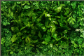 Curly Parsley Live Herb Plant Rooted Starter – Petroselinum crispum, Green Foliage, Container Friendly