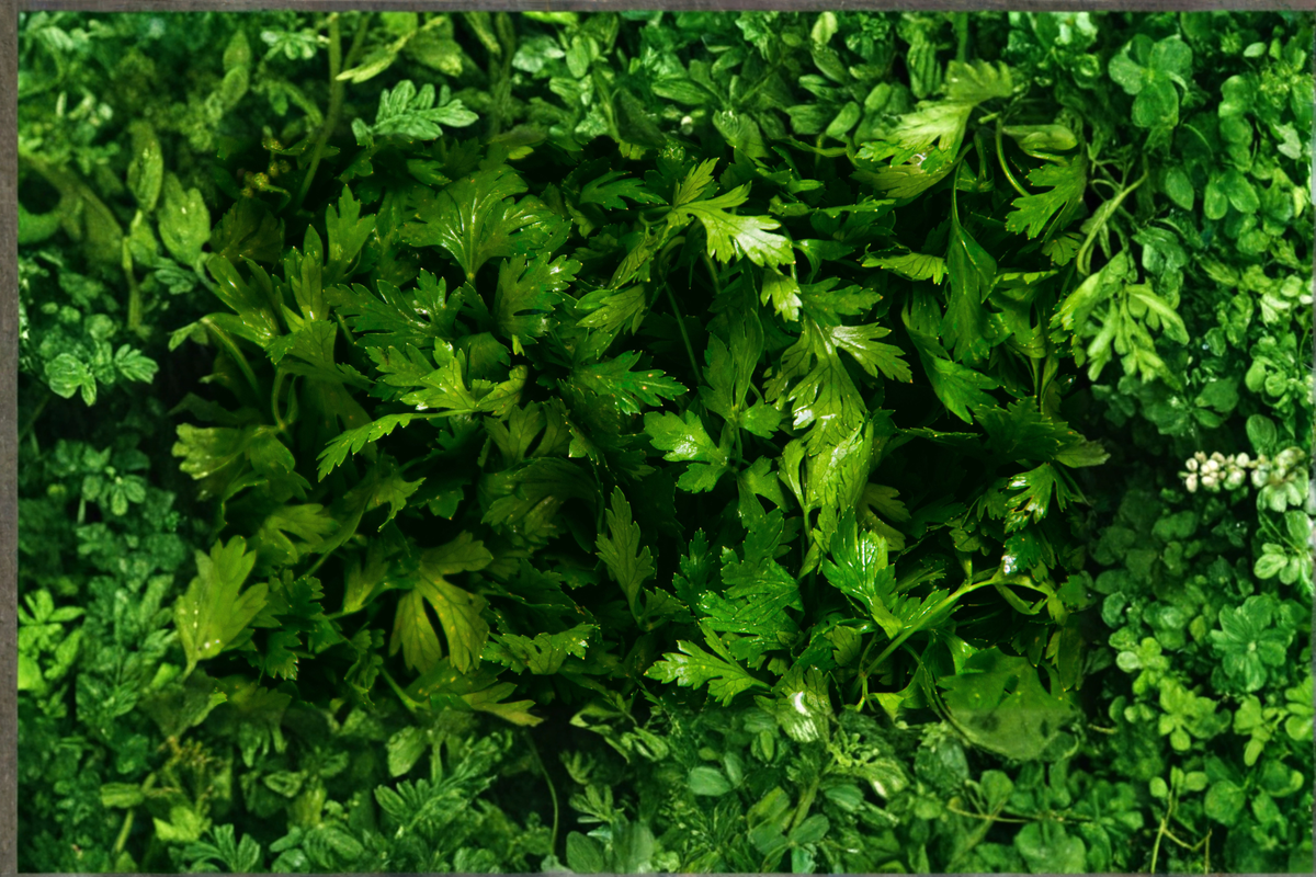 Curly Parsley Live Herb Plant Rooted Starter – Petroselinum crispum, Green Foliage, Container Friendly