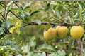 Ein Shemer Apple Tree - Self-Pollinating Yellow Early Season Fruit Tree, Malus domestica