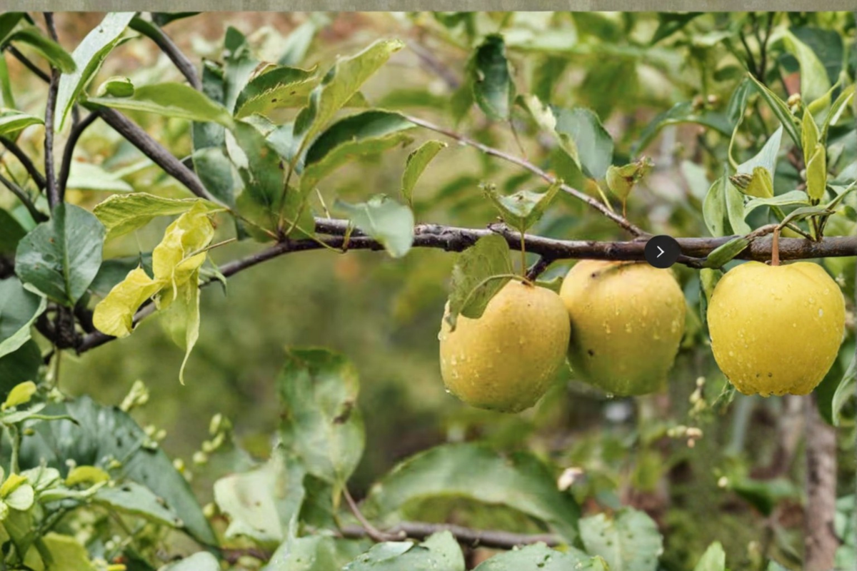 Ein Shemer Apple Tree - Self-Pollinating Yellow Early Season Fruit Tree, Malus domestica