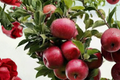 Semi Dwarf Apple Tree Seeds – Malus domestica, 4+ Fruit Tree Seeds for Orchard, Garden & Container Planting