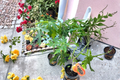 Red Lady Dwarf Papaya Tree Live Plant – 2ft Tropical Fruit Plant, Carica papaya, Compact, Edible, Full Sun