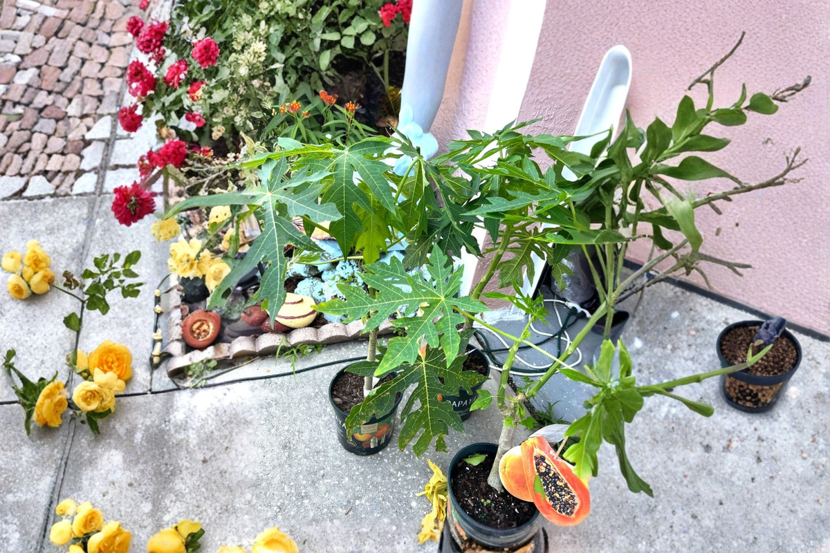 Red Lady Dwarf Papaya Tree Live Plant – 2ft Tropical Fruit Plant, Carica papaya, Compact, Edible, Full Sun