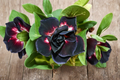 Desert Rose Seeds 5 Pack Adenium Obesum Mixed Color Flower Succulent Plant for Indoor & Outdoor Growing