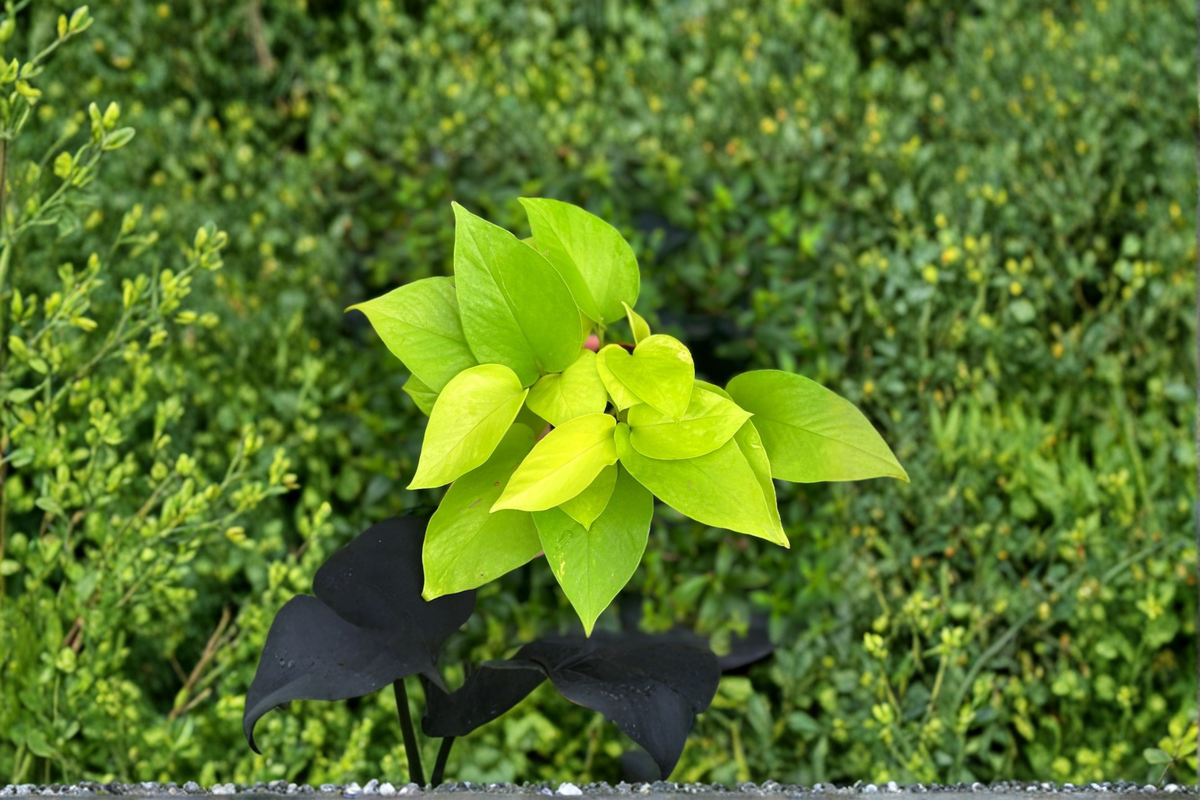 Neon Pothos Live Plant, 4-Inch Rooted Epipremnum Aureum Neon, Trailing Houseplant for Indoor Decor