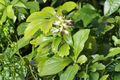 Live Japanese Spurge Plants – 35 Pack, Organic Pachysandra terminalis Ground Cover, Evergreen Perennial for Shade Gardens