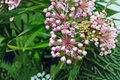 Swamp Milkweed Live Plants, 1 Qt Pots, Pink Perennial Flowers, Asclepias incarnata, Garden Starter Plants