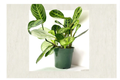 Maranta Lemon Lime Prayer Plant Live Houseplant 4 Inch Pet Safe Tropical Indoor Foliage Calathea
