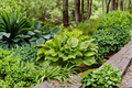 Hosta ‘Lone Star’ - 3-Inch Pot Shade Perennial with Blue-Green Foliage, Low Maintenance Garden Starter Plant