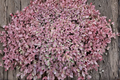Sedum 'Firecracker' Live Plant – 4-Inch Pot, Burgundy Foliage, Pink Flowers, Perennial Ground Cover Succulent