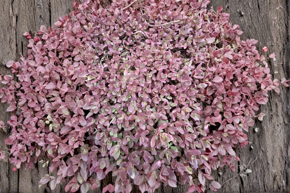Sedum 'Firecracker' Live Plant – 4-Inch Pot, Burgundy Foliage, Pink Flowers, Perennial Ground Cover Succulent