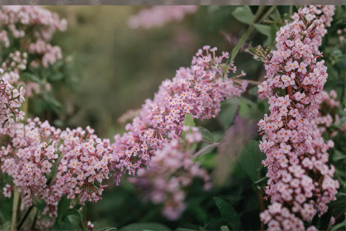 Lilac Cascade Butterfly Bush Live Plants – 3 Rooted Starters in 1 Qt Pots, Lilac Purple Flowers, Cascading Growth, Buddleia Shrub