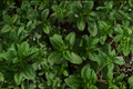 Julep Mint Herb Plant 4-6 Inches Rooted Mentha spicata Container Herb for Garden & Indoor