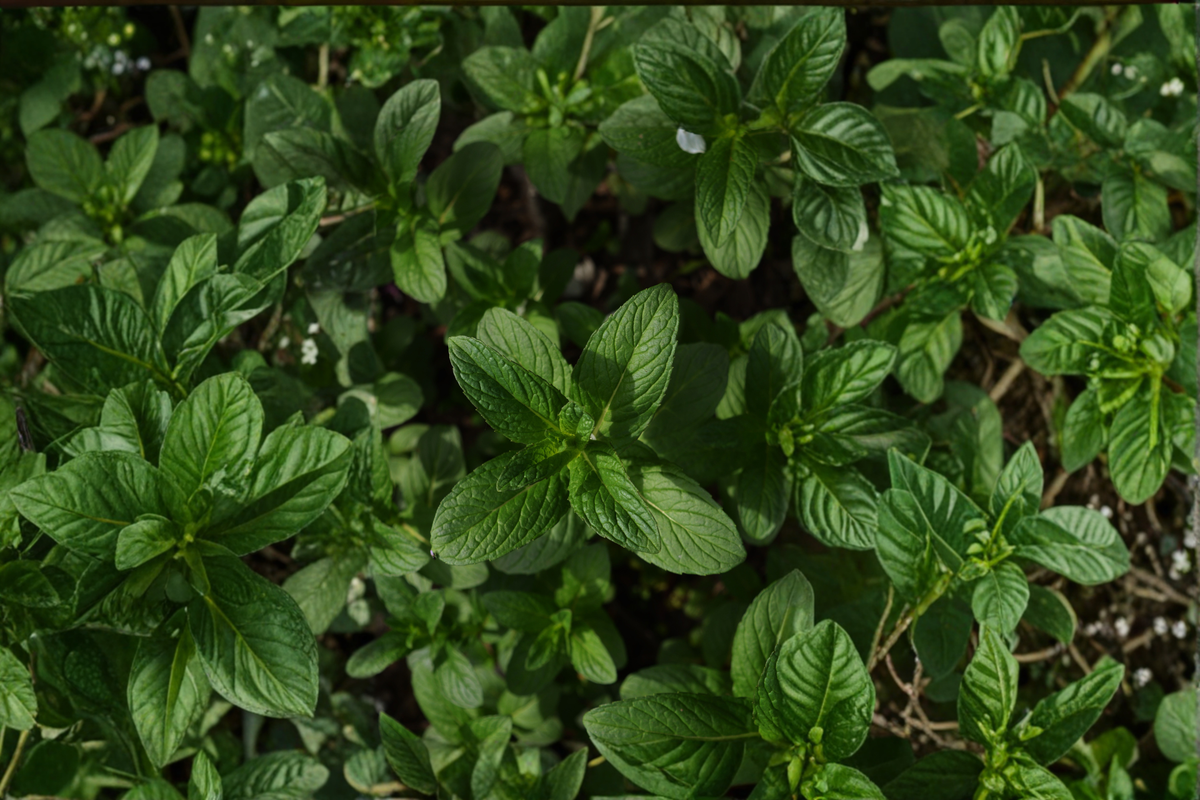 Julep Mint Herb Plant 4-6 Inches Rooted Mentha spicata Container Herb for Garden & Indoor