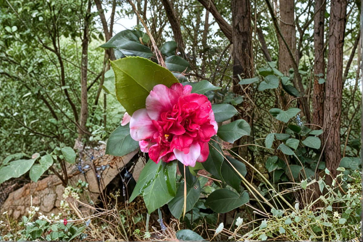 Camellia japonica ‘Governor Mouton’ Live Plant in 3 Gallon Pot, Pink and White Variegated Flowers, Evergreen Shrub for Shade Gardens