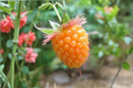 Salmonberry Seeds 50 Pack – Rare Rubus spectabilis Fruit Plant for Edible Gardens & Berry Patches