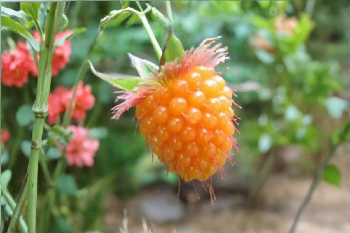 Salmonberry Seeds 50 Pack – Rare Rubus spectabilis Fruit Plant for Edible Gardens & Berry Patches