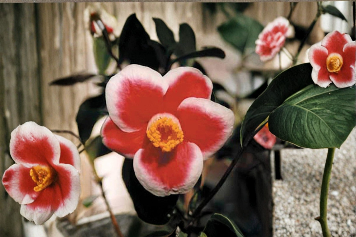 Japanese Camellia ‘Tama No Ura’ 1 Gallon Live Plant – Camellia japonica Red White Edges Evergreen Shrub