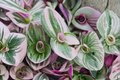 Tradescantia Live Plants with Pots – 3 Rooted Houseplants, Colorful Foliage, Indoor Container Garden, Easy-Care Wandering Dude, Spiderwort