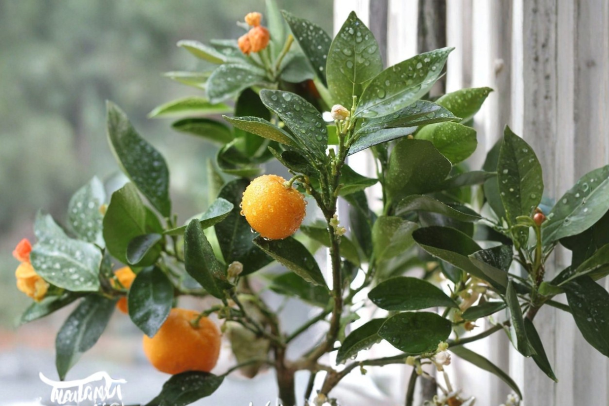 Calamondin Citrus Tree - Grafted Semi Dwarf Fruiting Plant, Self-Pollinating, Citrus × microcarpa, Ready to Plant