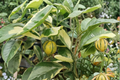 Variegated Minneola Tangelo Tree Grafted Citrus Hybrid Live Plant, 3ft Tall, Ornamental Foliage, Edible Fruit