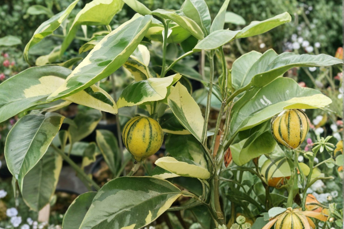 Variegated Minneola Tangelo Tree Grafted Citrus Hybrid Live Plant, 3ft Tall, Ornamental Foliage, Edible Fruit