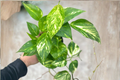 Hawaiian Pothos Live Plant Cutting in 3-Inch Pot, Epipremnum Aureum, Trailing Indoor Vine, Tropical Foliage
