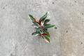 Stromanthe Triostar Live Plant, Variegated Prayer Plant, Tropical Indoor Houseplant, Rooted Decor, Green Cream Pink Foliage