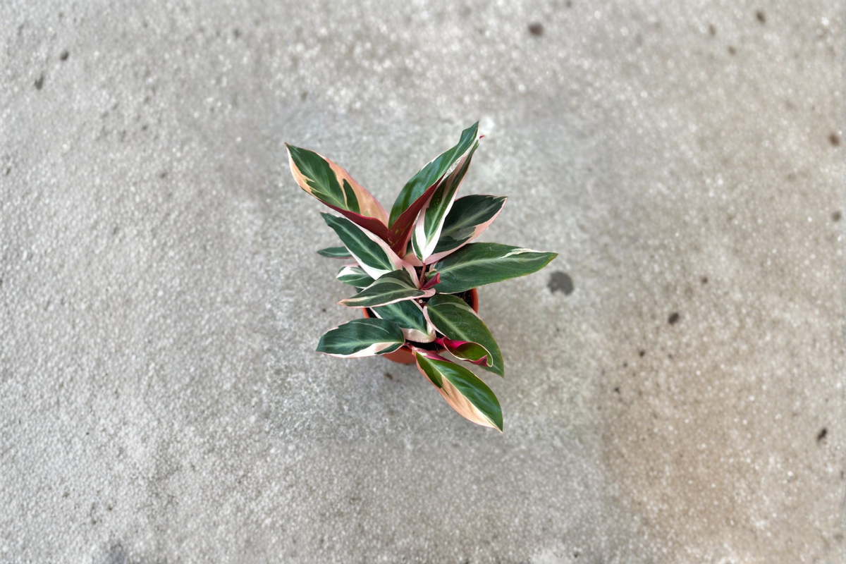 Stromanthe Triostar Live Plant, Variegated Prayer Plant, Tropical Indoor Houseplant, Rooted Decor, Green Cream Pink Foliage